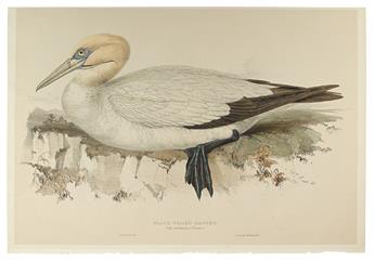 GOULD, JOHN; and LEAR, EDWARD. Group of 8 hand-colored lithographed plates of birds,